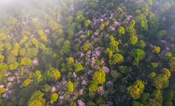 云中有锦书，梧桐山第七届毛棉杜鹃花会邀你线上云赏花