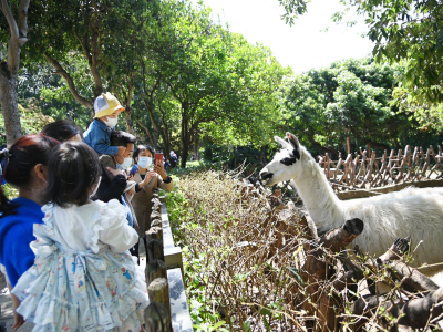 市民在深圳野生动物园里踏青看动物