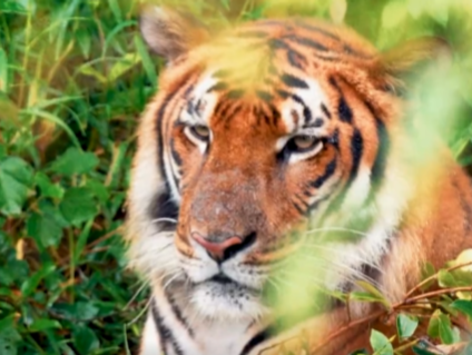 双语新闻 | 国际志愿者韶关行：我和老虎有个约会 Expat photographers visit South China Tigers in Shaoguan