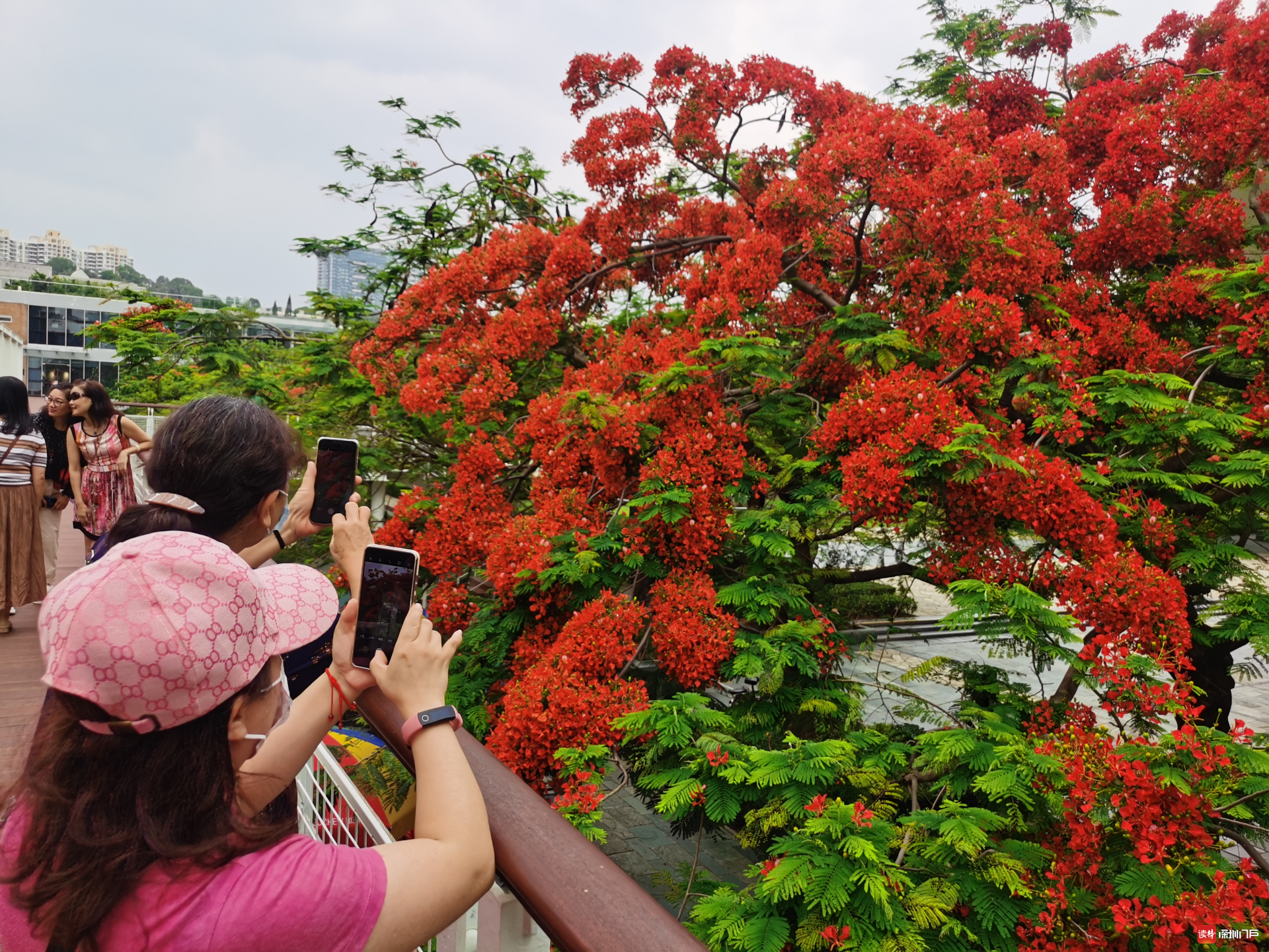 鹏城5月 又到凤凰花开时