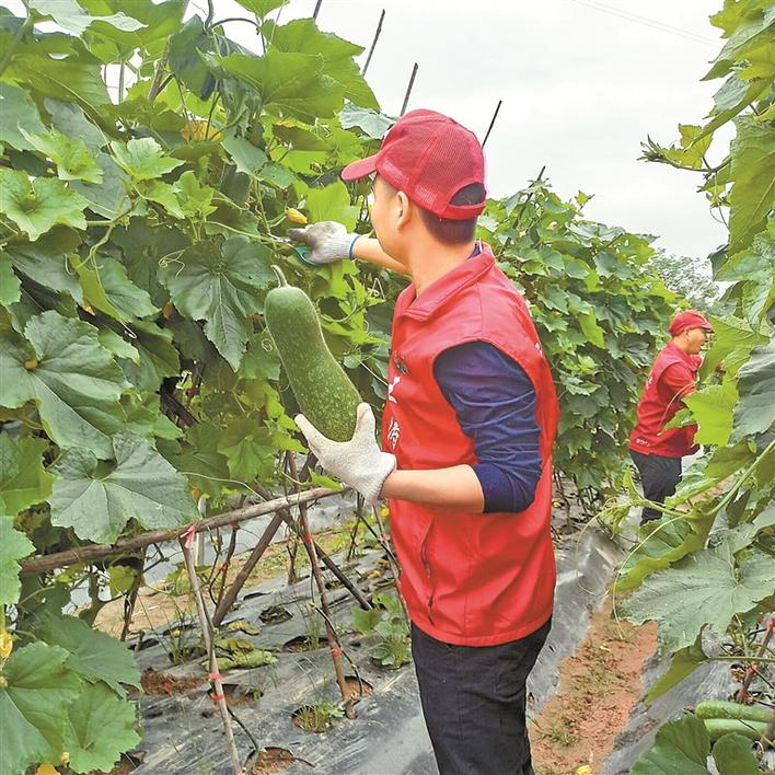 这家爱心农场扶危济困7年 获评“广东省最佳志愿服务项目”