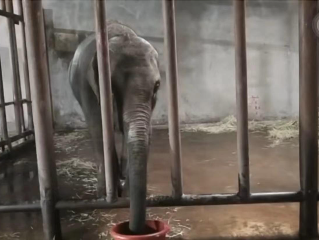 亚洲象“莫莉”已送往昆明动物园，此前曾被曝参与动物表演