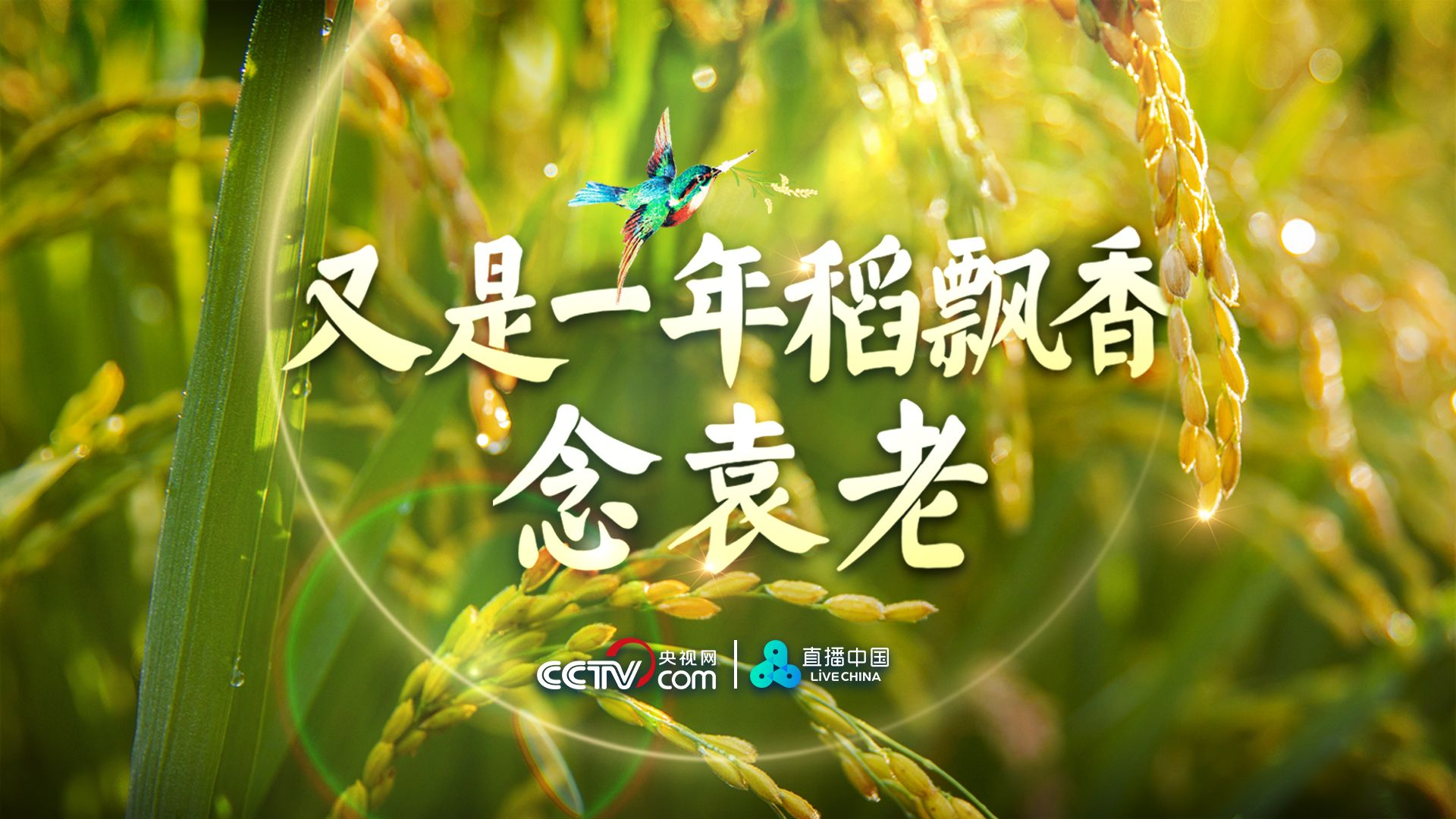 直播 | 又是一年稻飘香，念袁老