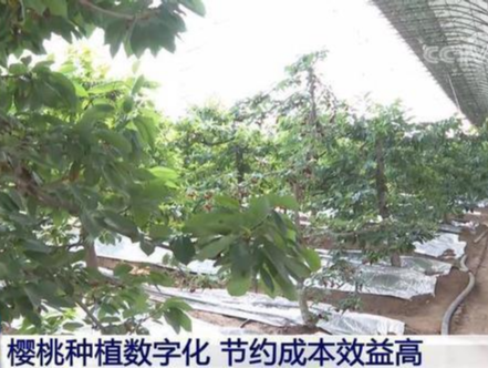 山东济南：樱桃种植数字化 节约成本效益高