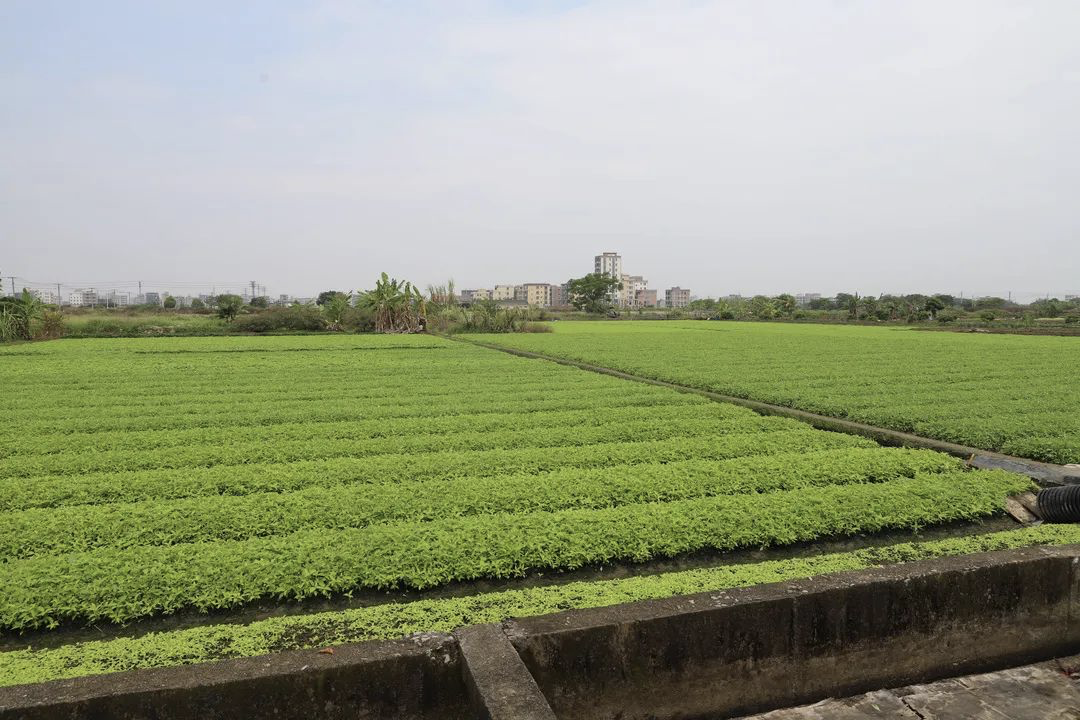 广东省农科所种苗基地图片