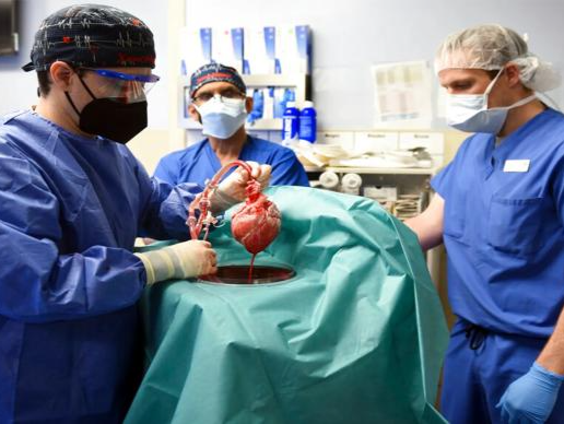 全球首例猪心移植患者死因初探：发现该猪心携带猪巨细胞病毒