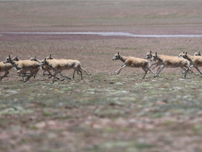 可可西里藏羚羊开始年度大迁徙