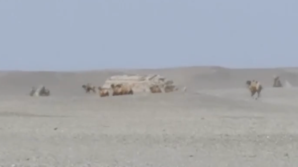 “组团”打卡！甘肃敦煌约6公里内出现6个野骆驼繁殖群