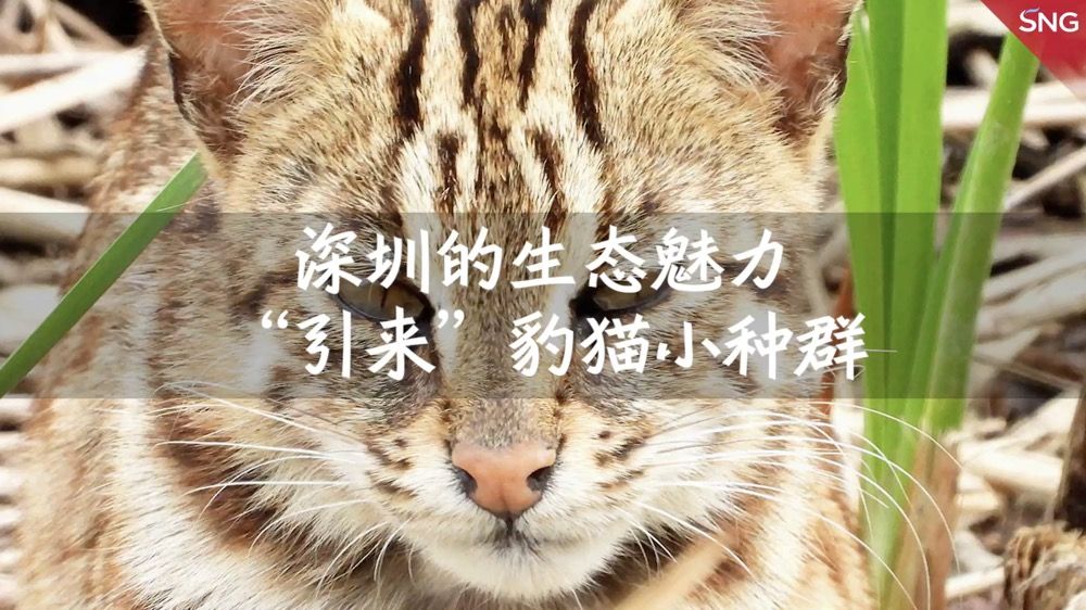 深圳生态魅力引来豹猫种群