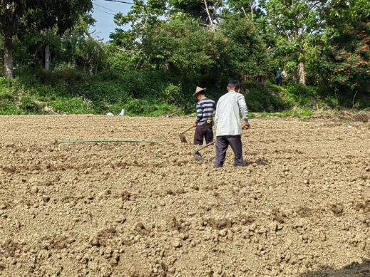 “圳帮扶”打造潮阳姜薯种植示范园