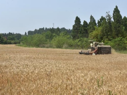 农业农村部：全面排查各类毁麦情况，确保夏粮颗粒归仓