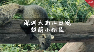 深圳大南山小松鼠不怕游客四处觅食