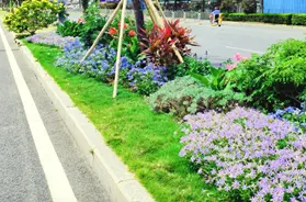 经济美观 生机盎然 打造独具坪山生态特色的绿意空间