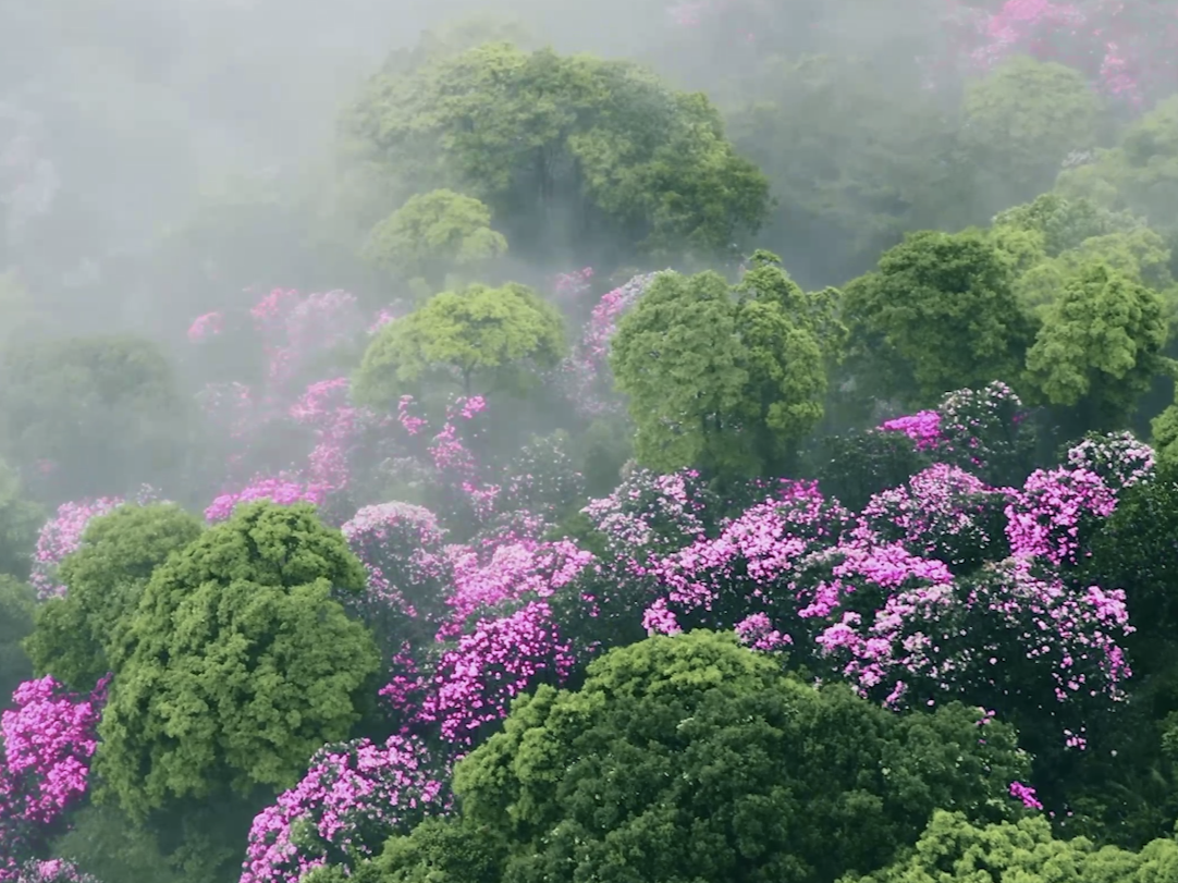 毛棉杜鹃的季节