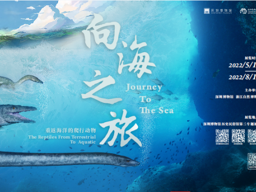一直游到海水变蓝：“向海之旅——重返海洋的爬行动物”展在深圳博物馆开幕