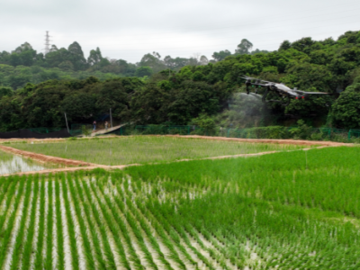 “巨人稻”雨后获“投喂”！西丽农田无人机喷洒益生菌 