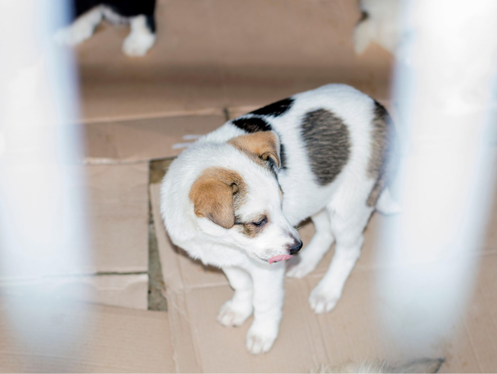 买卖活体动物盲盒涉嫌违法！对宠物盲盒说“不”