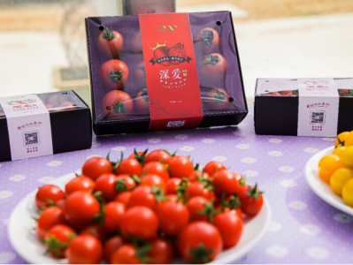 深圳大鹏新区科技种植“结果”：深爱系列美味番茄上市啦！