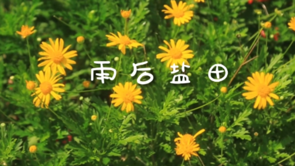 瞰盐田 | 动静之间尽显初夏之美