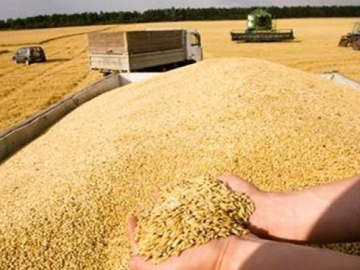 国家发改委：中国粮食生产连续7年稳定在1.3万亿斤以上