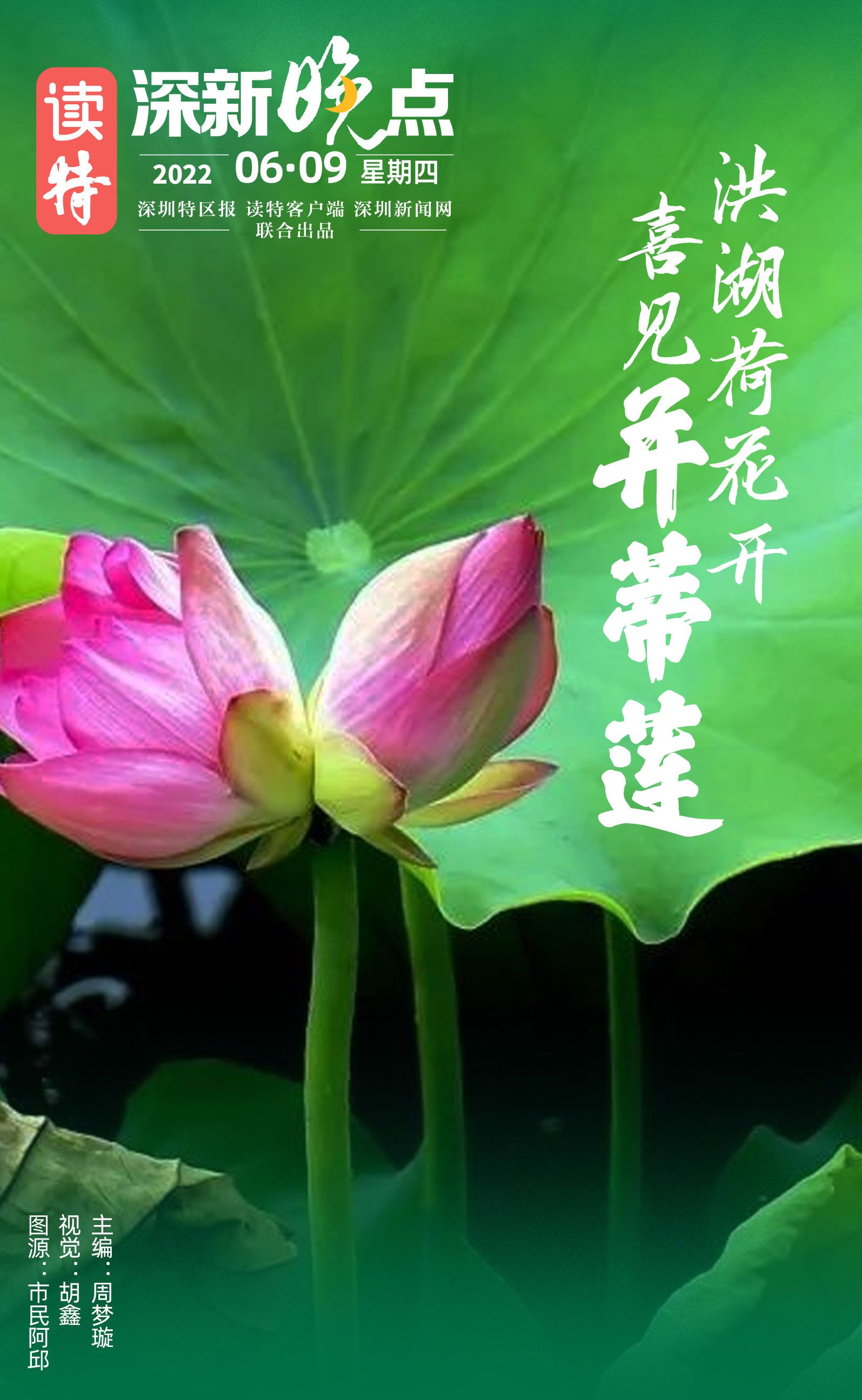 读特深新晚点 洪湖荷花开 喜见并蒂莲 22年6月9日 读特深新晚点 洪湖荷花开 喜见并蒂莲 22年6月9日