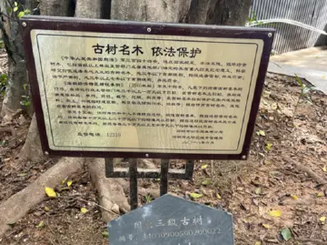 3棵古树树龄超百年！玉塘街道组织开展古树巡查保护行动