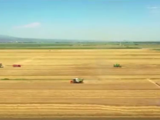 大国“粮”策 | 乡聚麦田：90秒带你看“麦收地图”