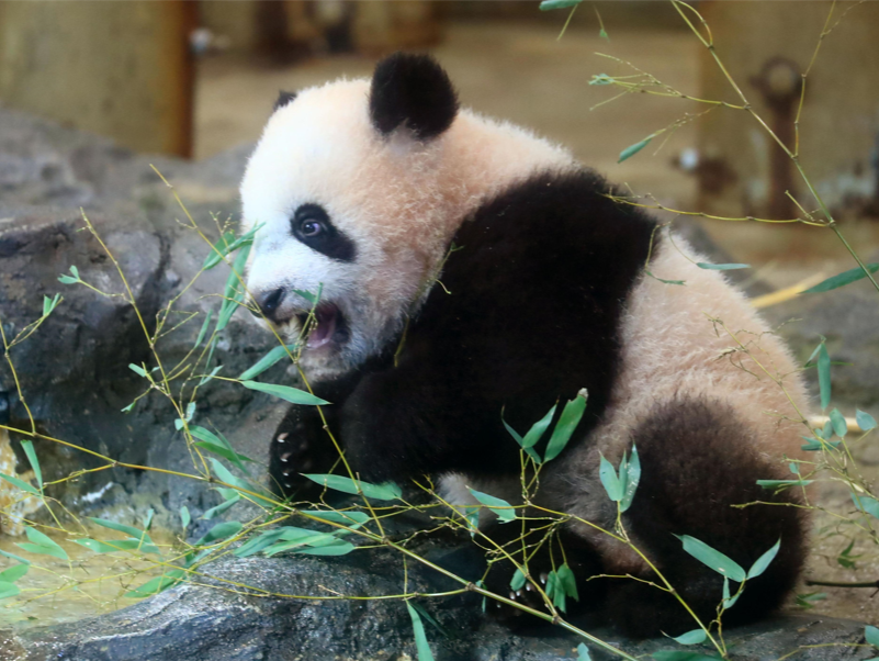 旅日大熊猫“香香”5岁了，定于今年年底前回国