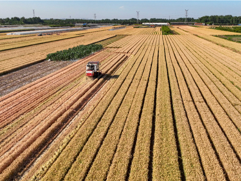 全国麦收进度过半！连续8天日机收面积超1000万亩