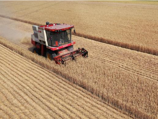 农业农村部：截至6月1日 全国已收获小麦面积8071万亩 收获进度26.5%