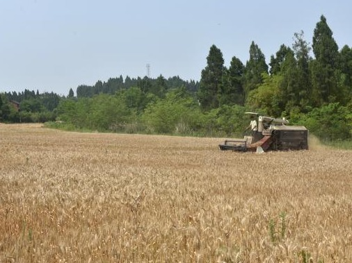 夏粮主产区已收获小麦2.62亿亩