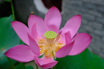罗湖：百亩荷花点缀夏日 