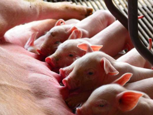 农业农村部审议并原则通过《生猪产能调控工作考核方案》
