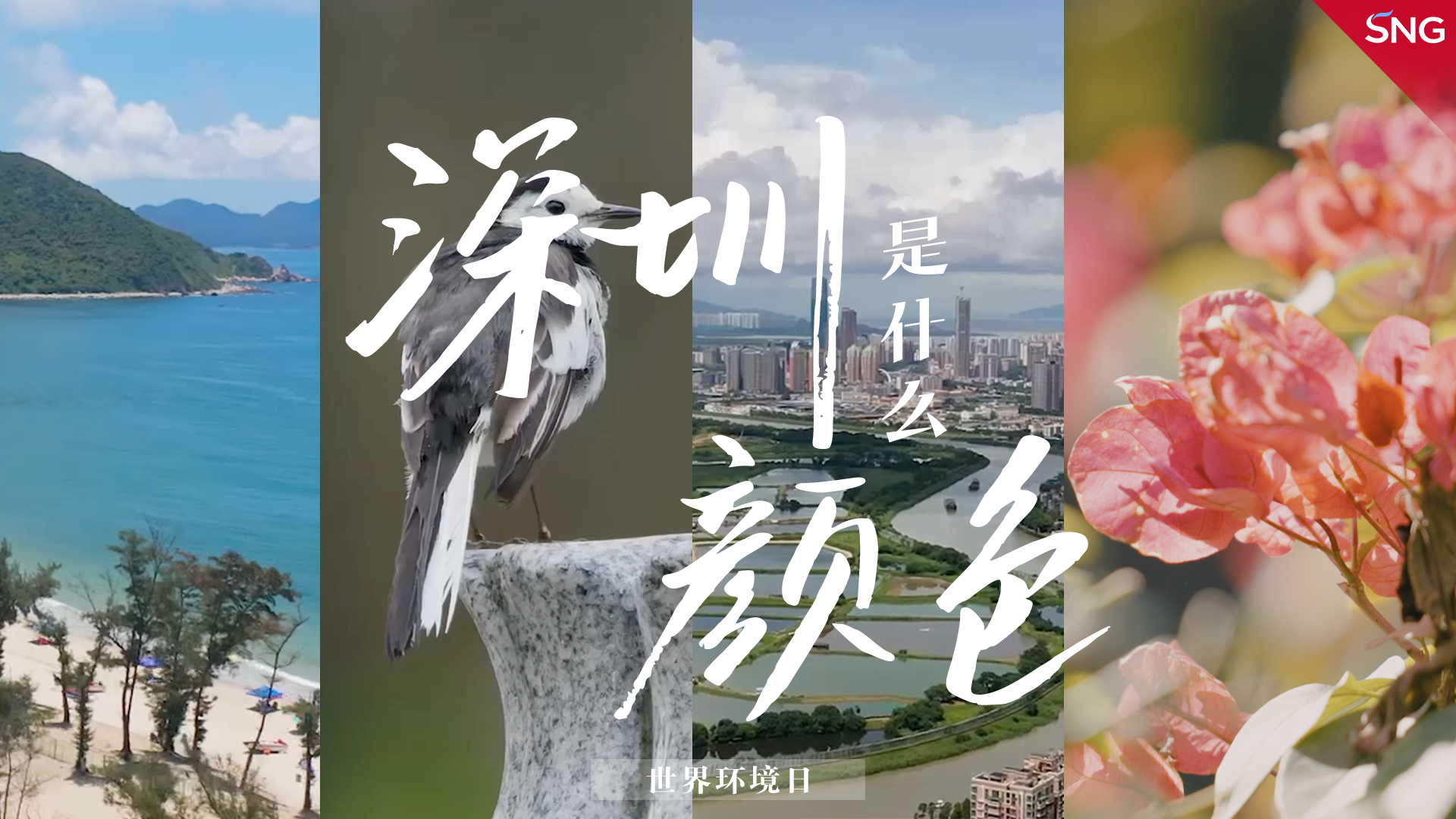 深圳是什么颜色？
