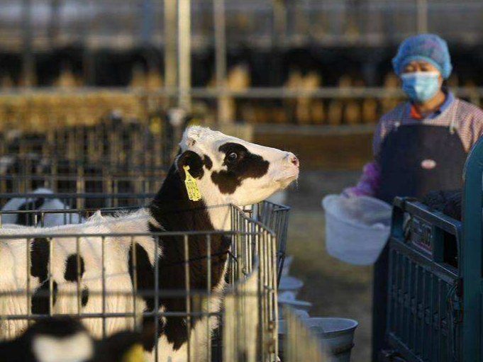 助力奶产业高质量发展，宁夏贺兰县推行奶牛选种育种