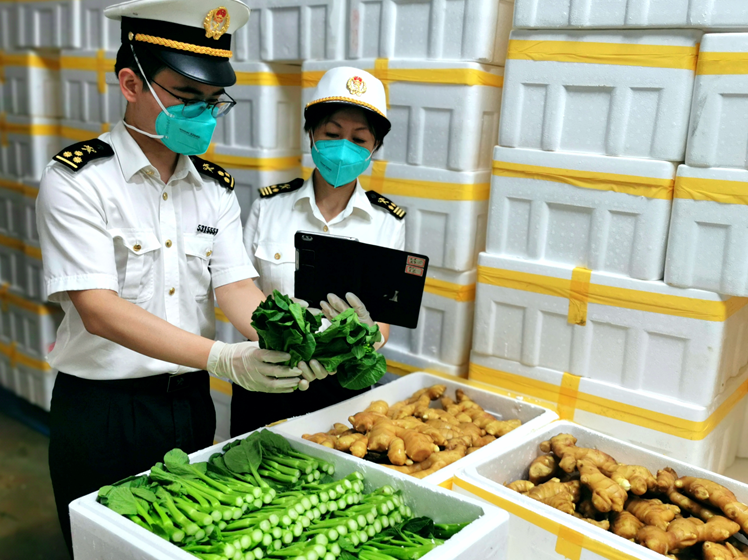 二十五载如一日 深圳年均供港蔬菜63万吨