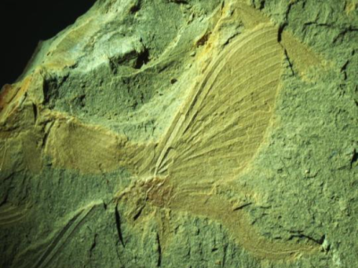 科学家发现1.8亿年前蜉蝣“飞行婚礼”化石