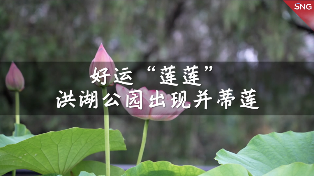 来洪湖公园赏夏日荷塘盛景