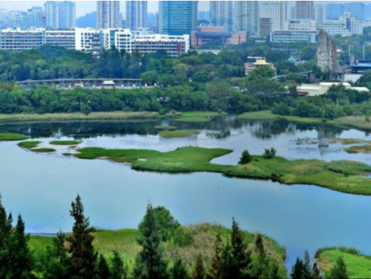 《湿地保护法》护航生物多样性保护 深圳福田红树林湿地启动国际重要湿地申报