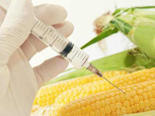 国家级转基因大豆玉米品种审定标准印发