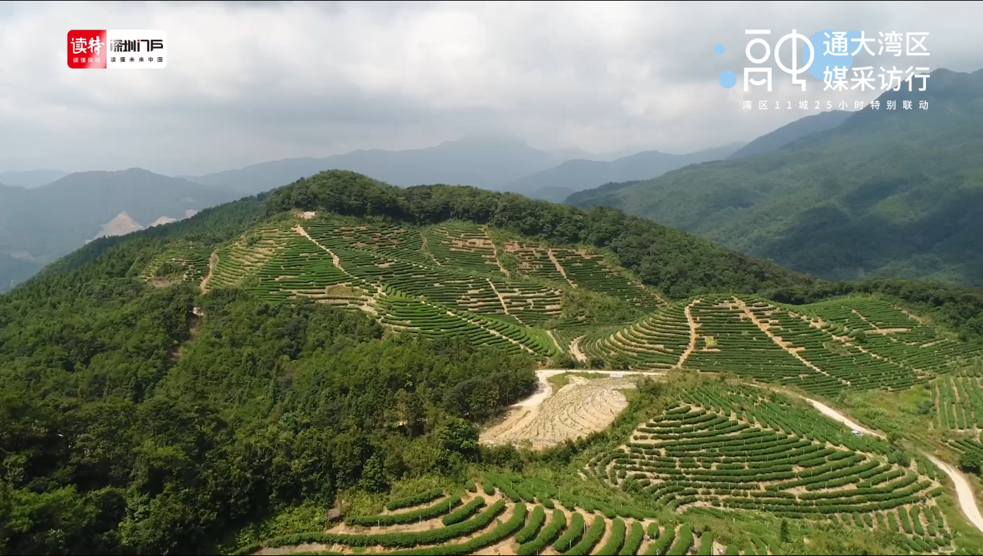 这里是肇庆 | 85后香港青年深山当“茶农”