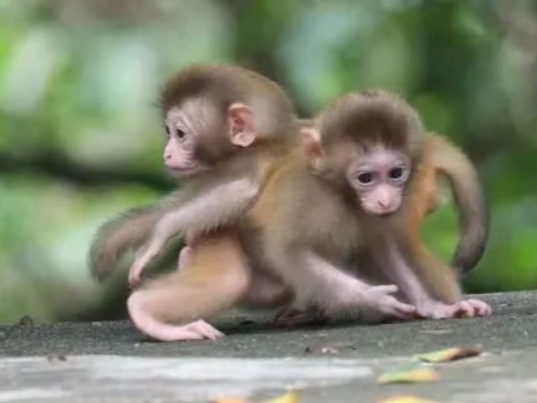 猴类幼崽有多可爱？内伶仃岛喜添13只猕猴宝宝