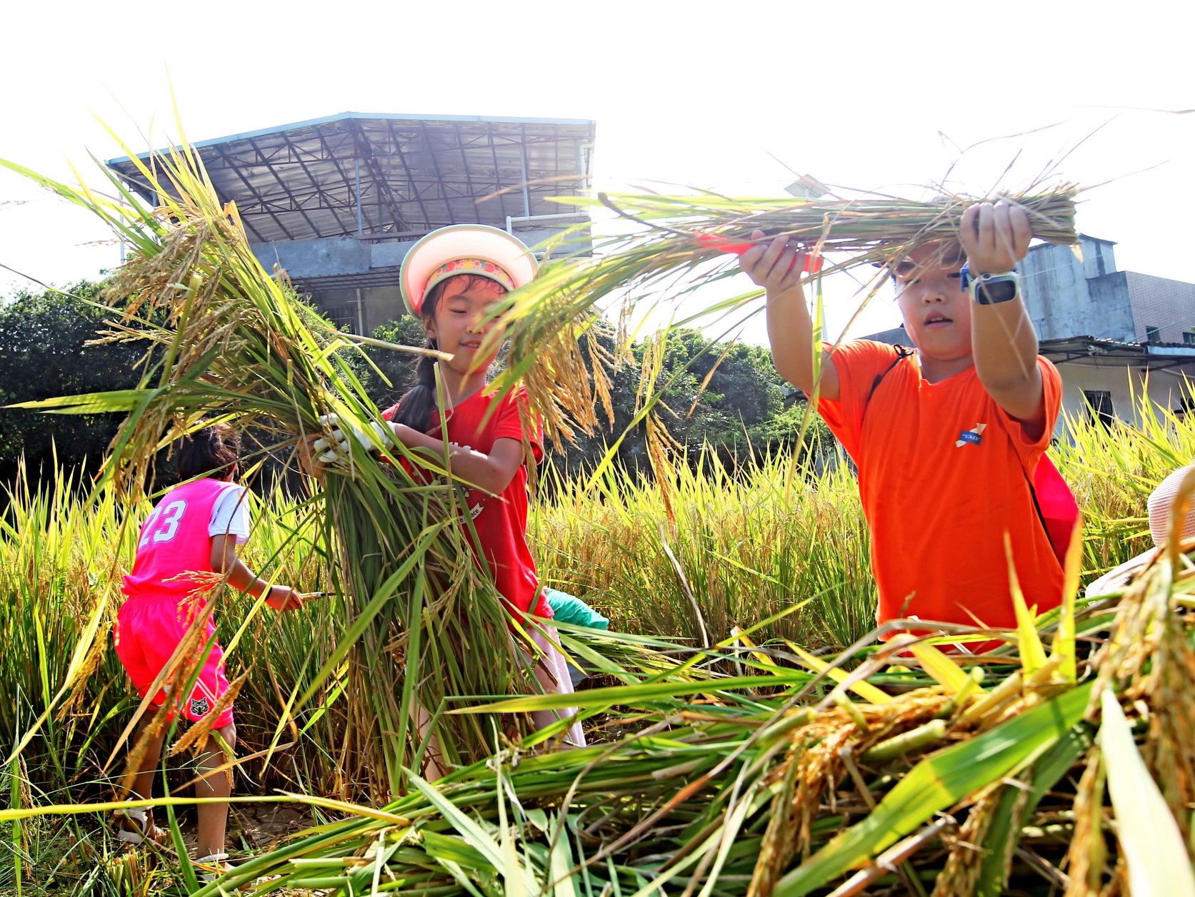 零距离体验农耕乐趣！东莞樟木头亲子家庭参与水稻收割