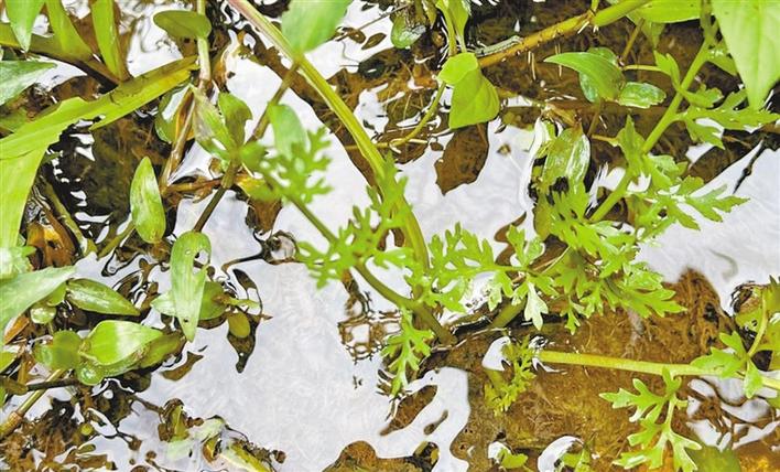 笔架山公园发现8株野生水蕨 为国家二级重点保护植物，已进行围合式保护 