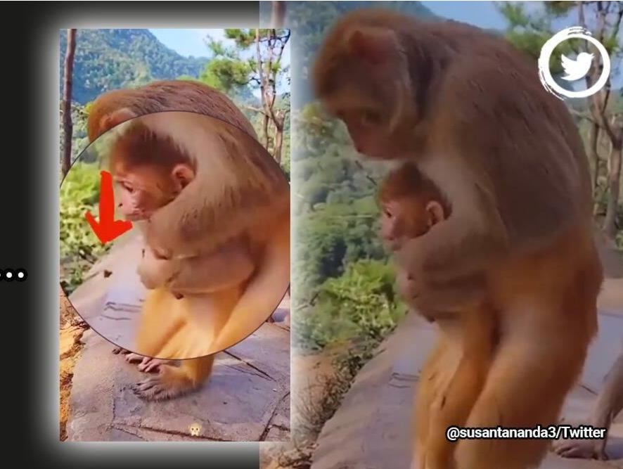 猴子会用“海姆立克急救法”？印度官员发视频惊呆众人
