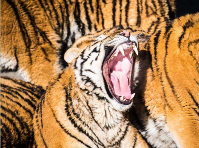 科研人员发现已灭绝老虎支系 丰富老虎演化历史