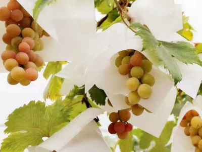 东莞引进葡萄品种全省最多  阳光玫瑰受青睐