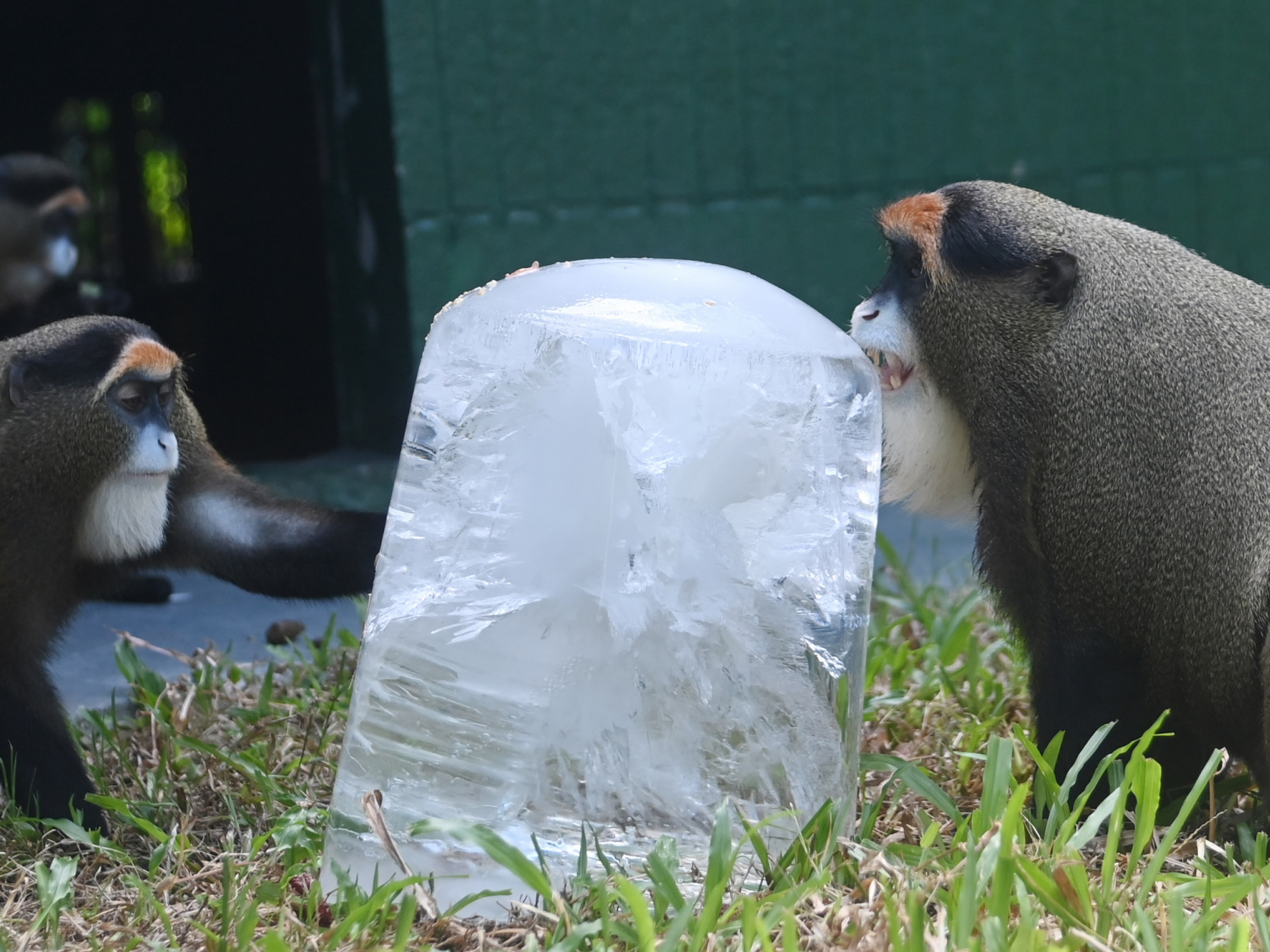 玩水、吃冰、吃西瓜……深圳野生动物园的小可爱们花式避暑