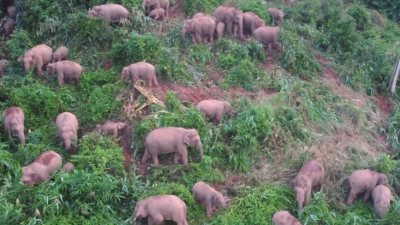 罕见！西双版纳30多头野生亚洲象集体觅食