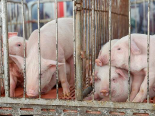 国家统计局：7月上旬生猪价格环比上涨21.9%